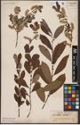 Foto von Salix aurita L.